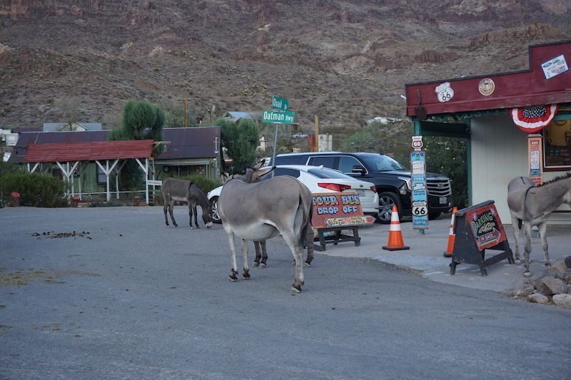 Oatmanco11