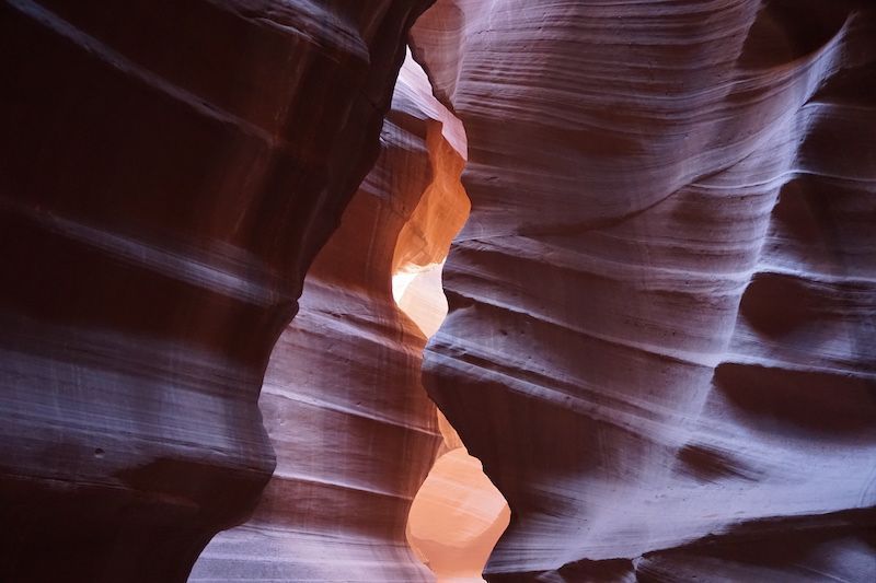 Antelope2