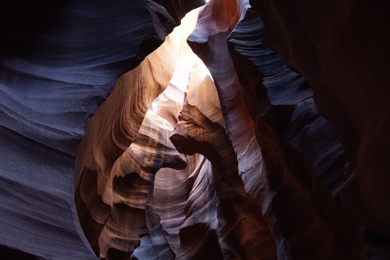 Antelope4