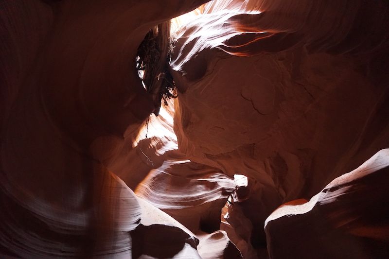 Antelope6