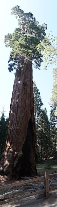 Grant8