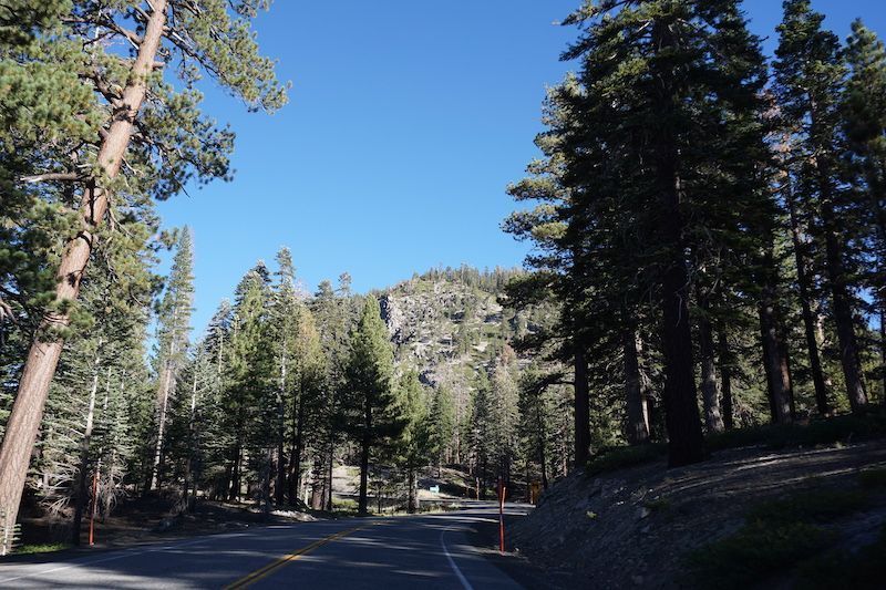 Roadsequoia1