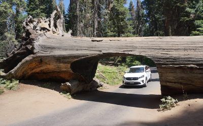 Séptima etapa: Three Rivers (California) – Sequoia National Park – San Francisco (California)