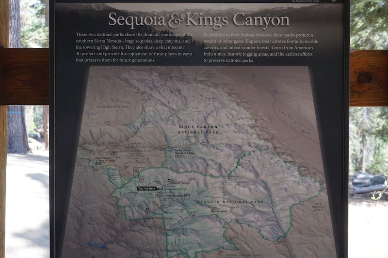 Sequoia10