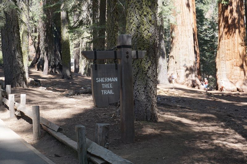 Sherman1