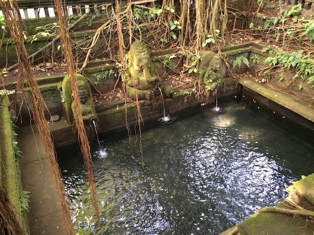 Monkey forest