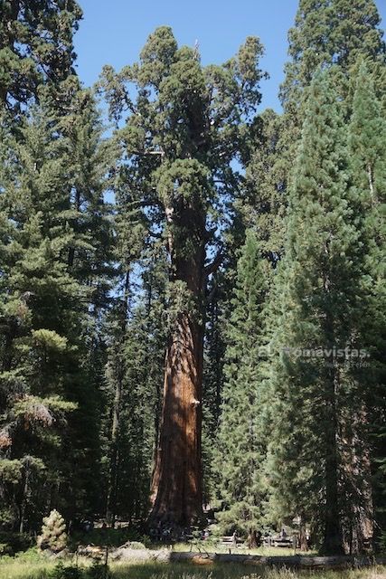 Sequoia National Park