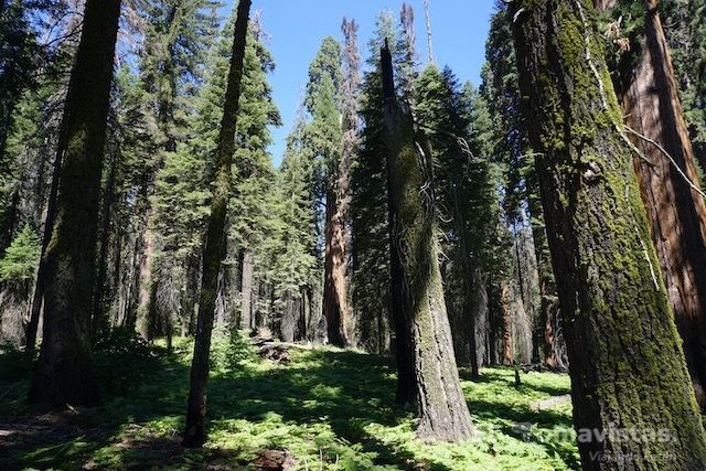 Sequoia National Park