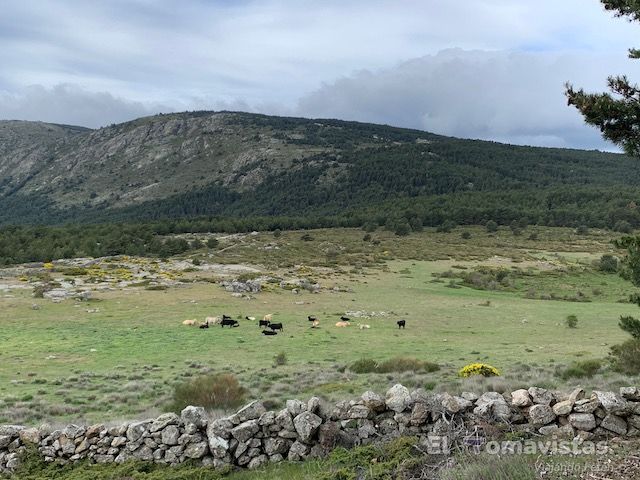 Pradera del Puerto de Canencia (Madrid)