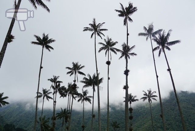 Valle del Cocora