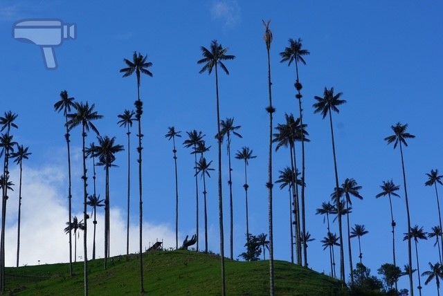 Las palmas de cera, árbol nacional de Colombia, que pueden alcanzar hasta 60 metros de altura