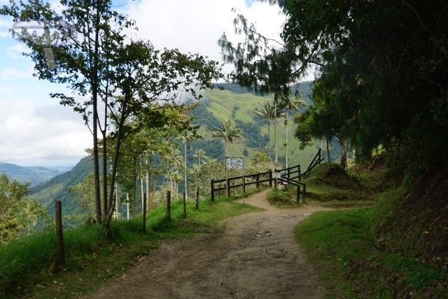 Enlace del desvío del bosque de Palmas con el camino principal
