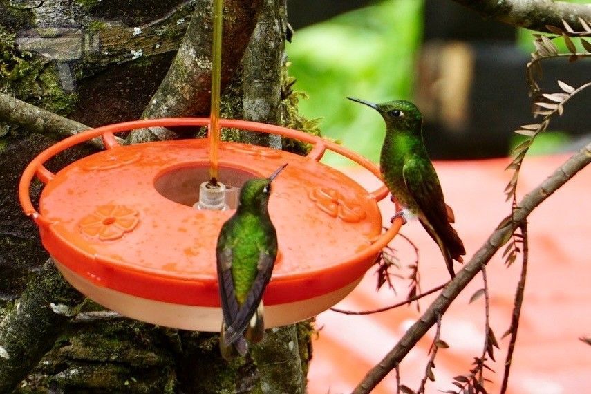 Colibríes en los bebederos de Acaime