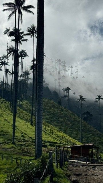Palmas de cera en el Valle del Cocora