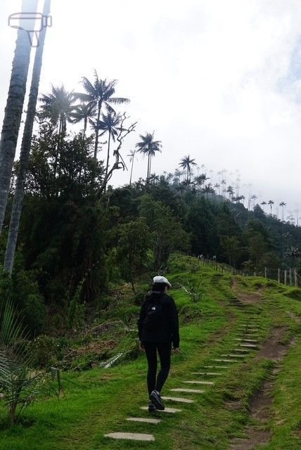 Bosque de Palmas en el Valle del Cocora
