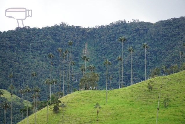 Palmas de cera, árbol nacional de Colombia