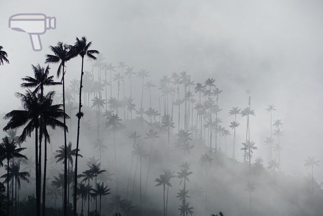 Palmas de Cera entre la niebla