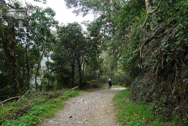 Subida hacia la Finca La Montaña en el Valle del Cocora