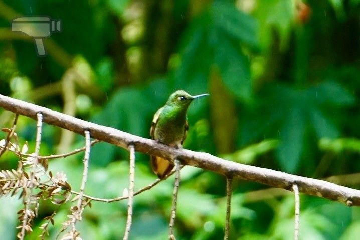 Colibrí en la zona de Acaime, Valle del Cocora