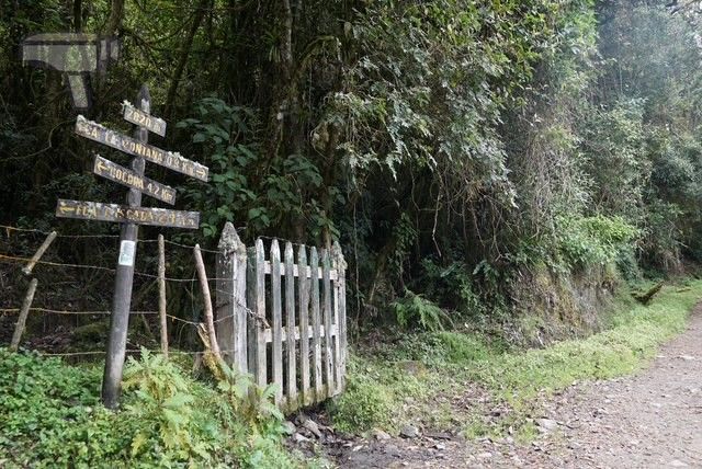 Bifurcación durante el camino de la ruta del Valle del Cocora