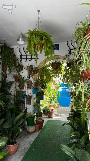 patio andaluz con plantas vejer juderia