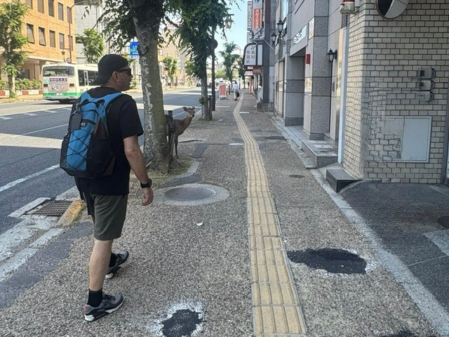 Primeros ciervos paseando por las calles de Nara cerca de la estación JR