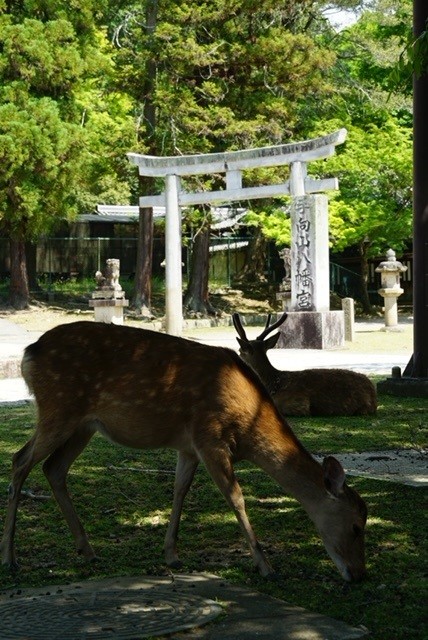 Ciervos en los alrededores de Todai-ji Hokke-do