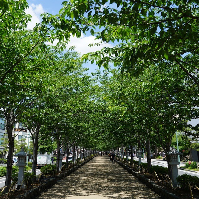 Paseo central de Wakamiya Ōji en Kamakura